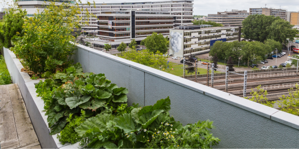 vegetated roof of a building in the city